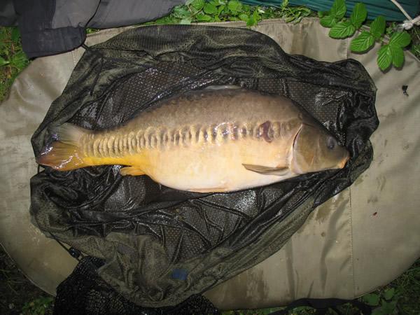 Mirror Carp