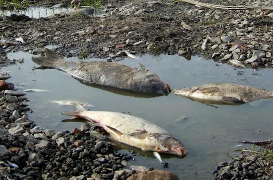 YDAA - Fish Rescue