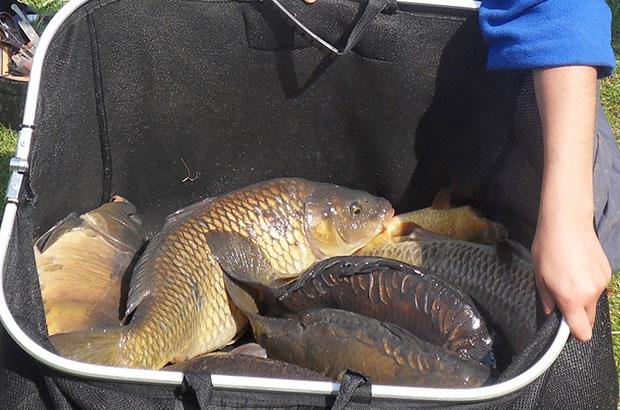 YDAA - Carp Disease