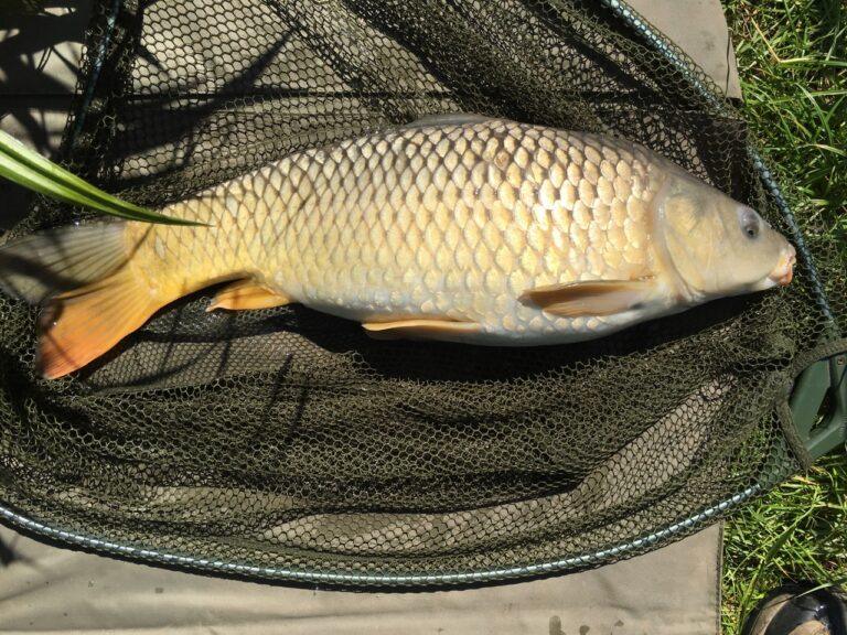 Laybourne Lakes - Common Carp