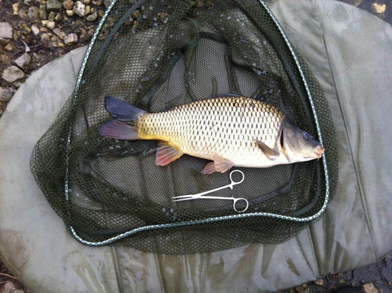 Rawcliffe Lake - Common Carp