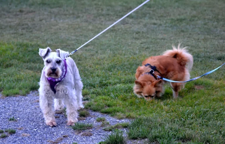 dogs_on_leads